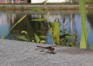 _MG_9931 - versjon 2