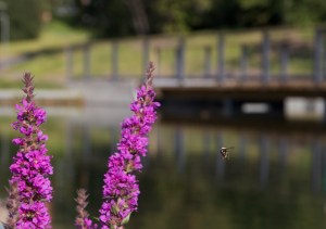 _MG_9936 - versjon 2